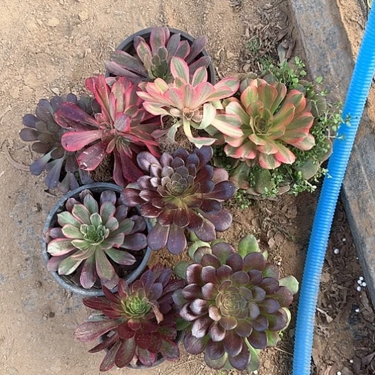 多肉植物小苗9颗30号