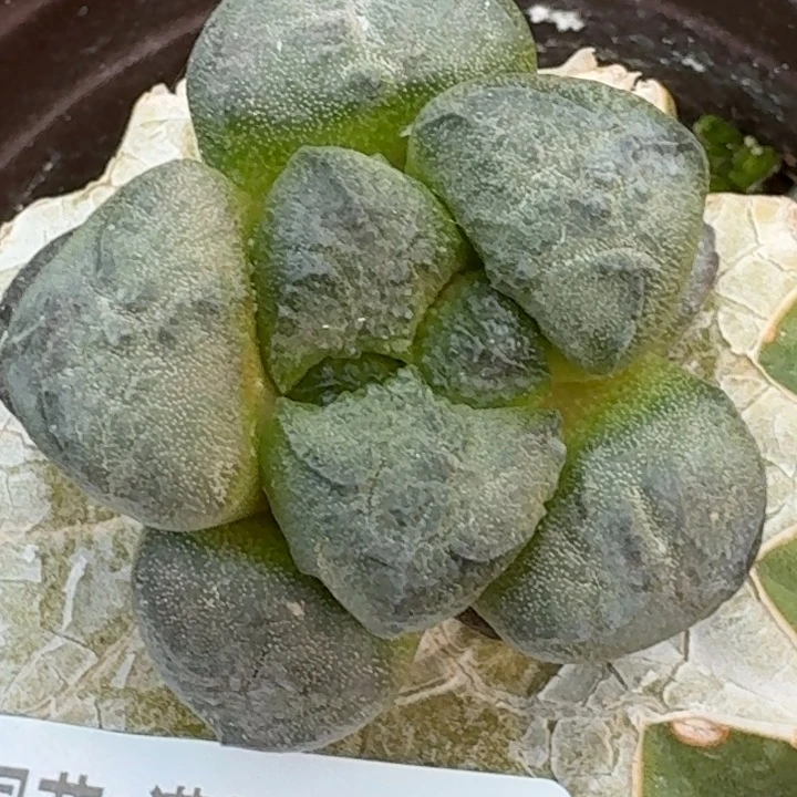 无花朵苗接象肌连山472