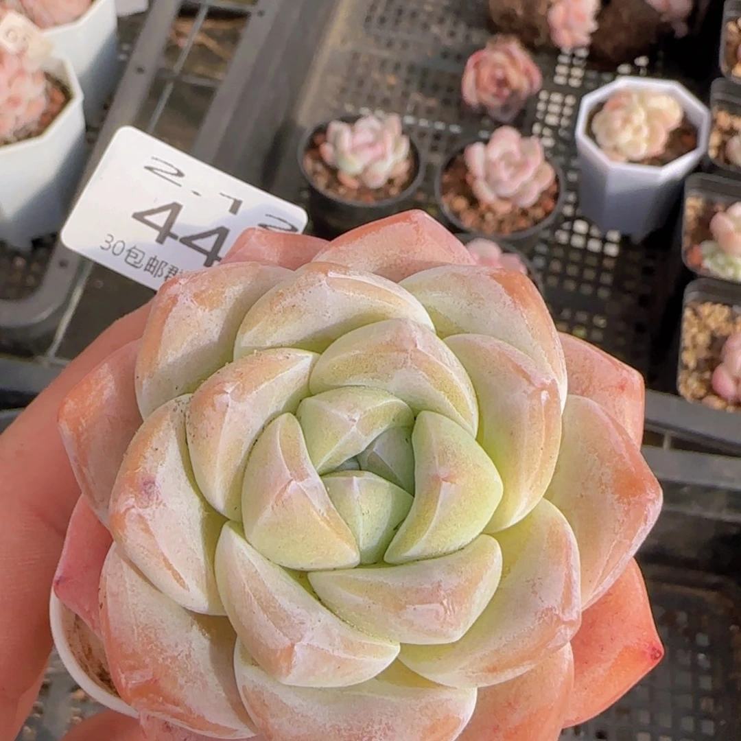 单头冰玉老桩八公分左右