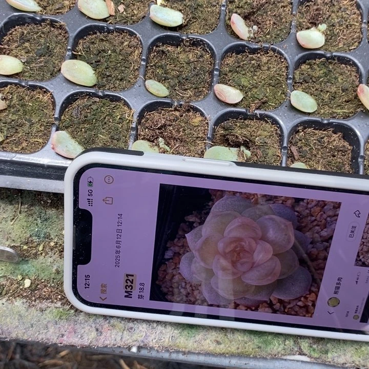 原***点熊猫m321芽苗一个多肉