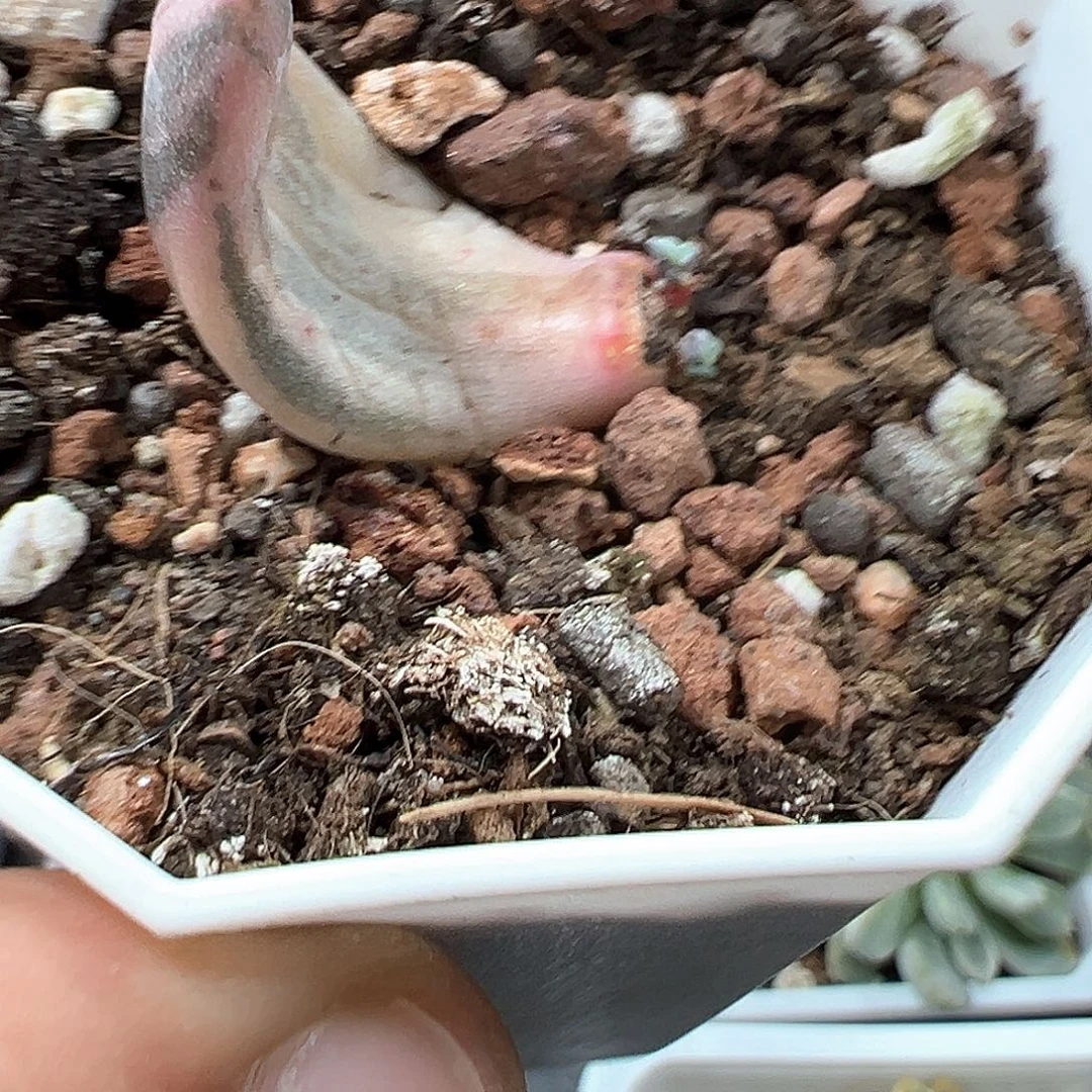 青***驴叶片 小方花圃一单包邮非偏远