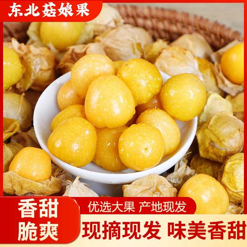 【产地直发】东北大菇娘果灯笼果新鲜采摘香甜水果菇凉果营养好吃