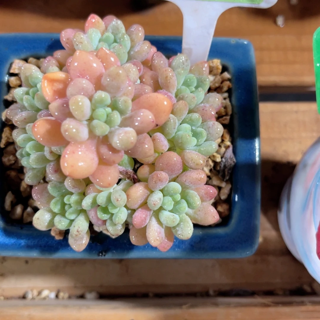 云尘多肉一物一拍1056不含盆