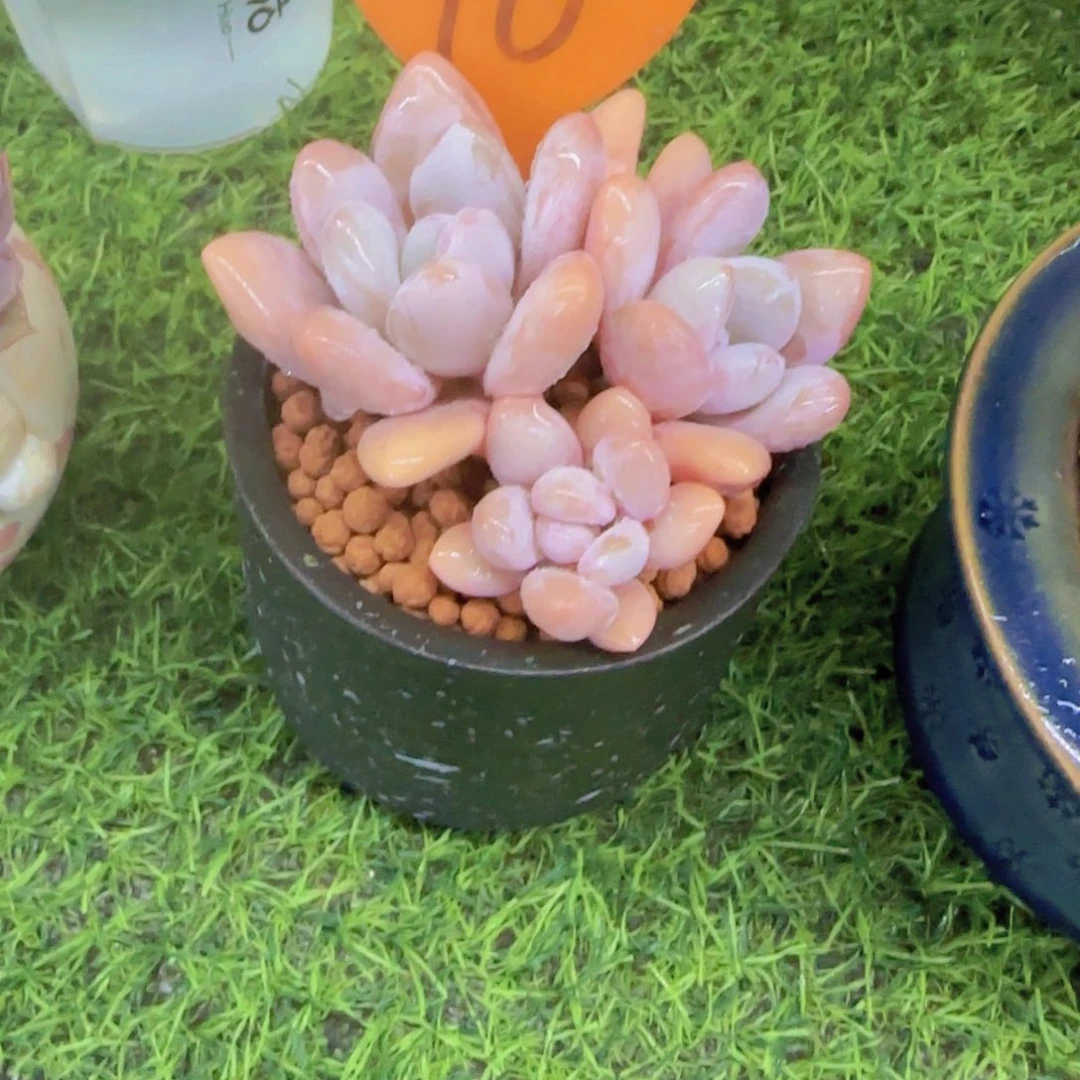 t***b10多肉植物一物一拍