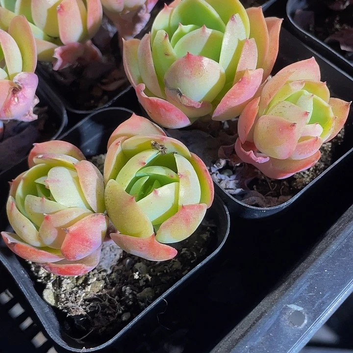 双头碧桃3.8带盆土