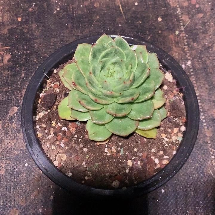 美肉特价活动开始啦