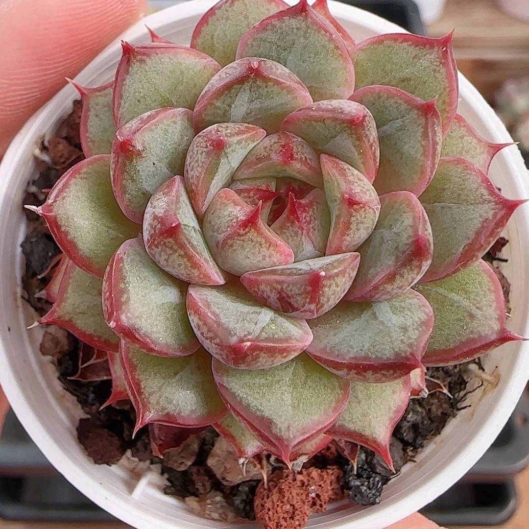 1107----271粉和锦