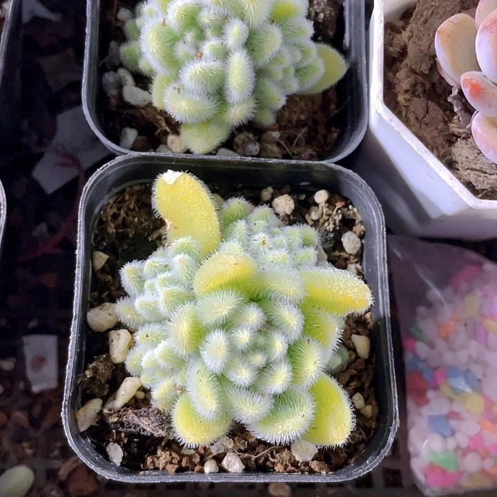 信东泥4.8带盆土