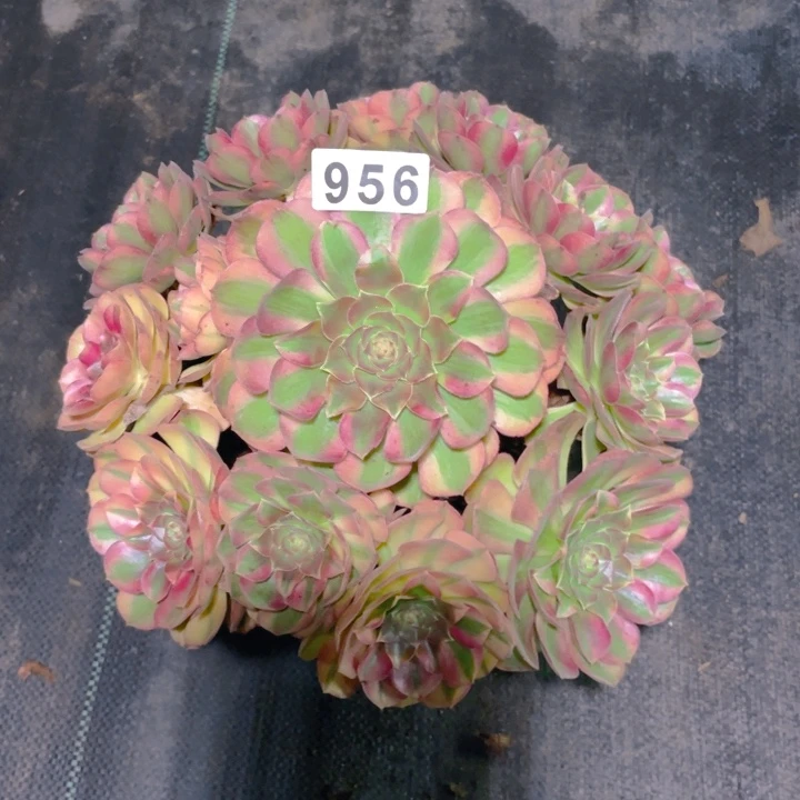 956老庄多肉法师雨荷