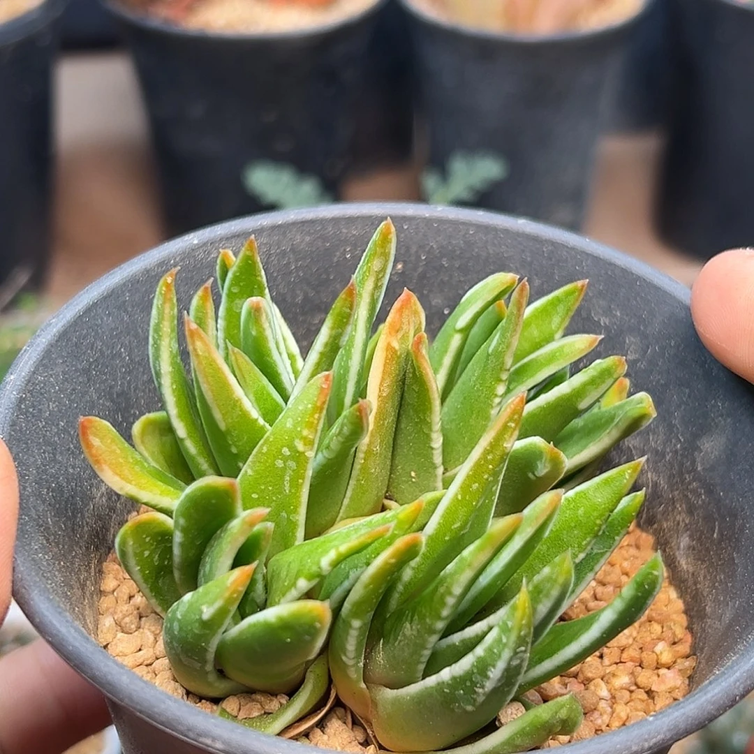 4头白折瑞鹤群7.6cm