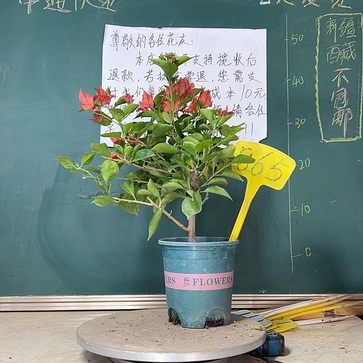 当前无花栽培后可以开花佩德罗865