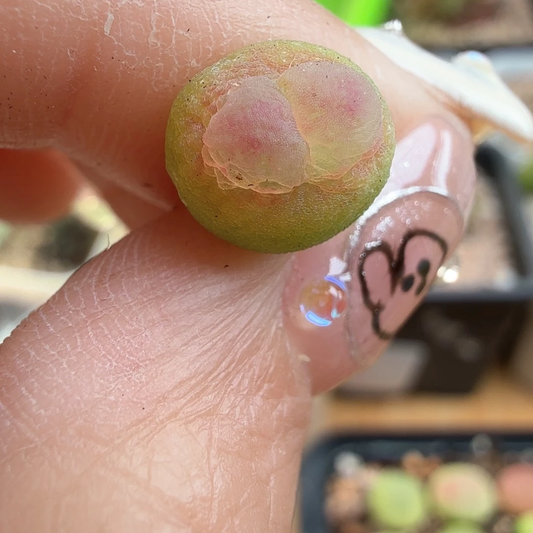 1.22.68/紫皮拉登0.8厘米