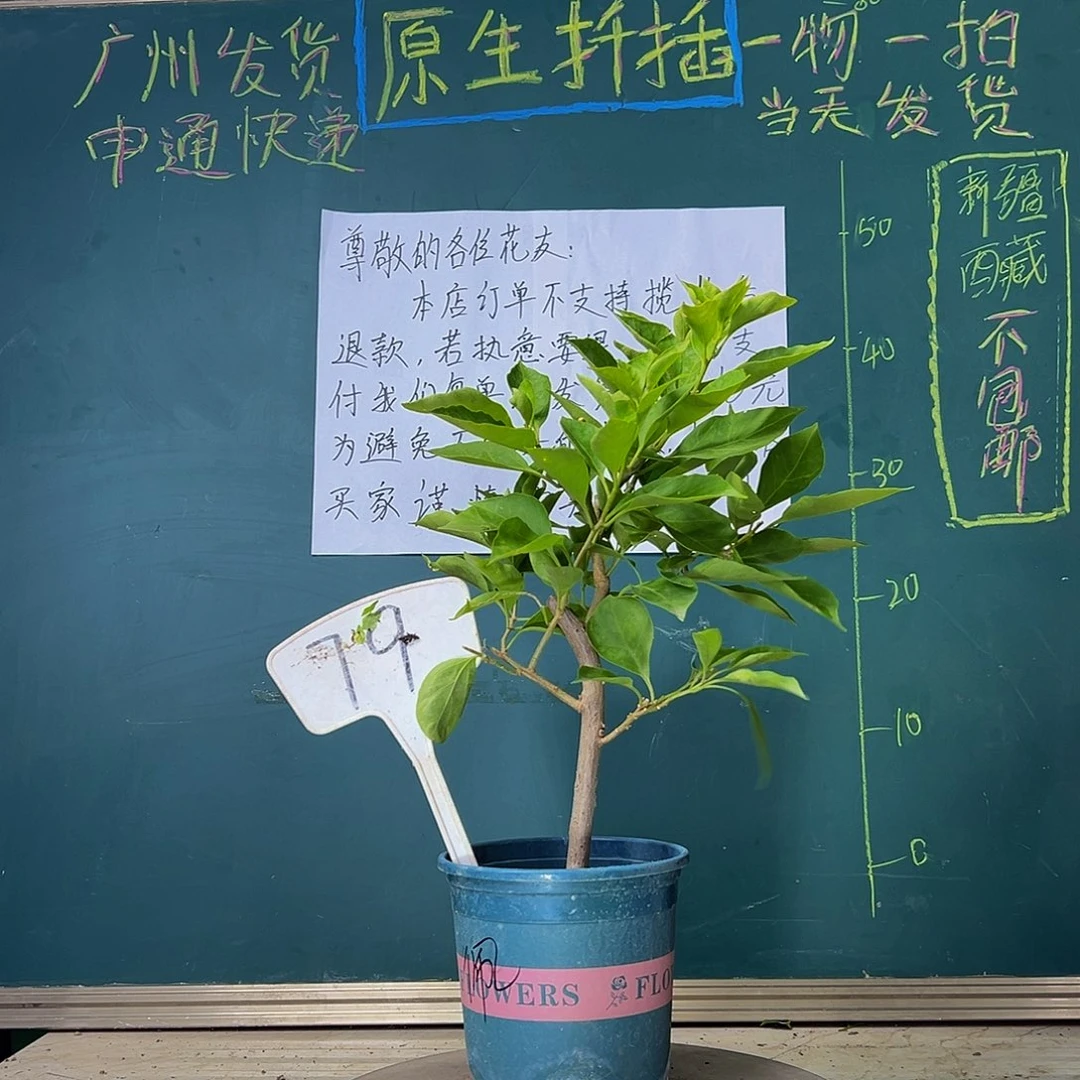 当前无花栽培后可以开花佩德罗79