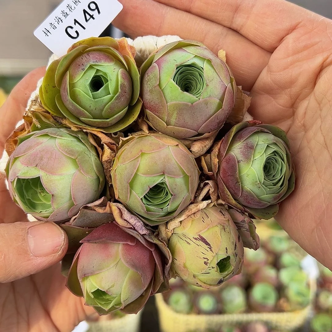 c149。 玫瑰混花篮。福利。