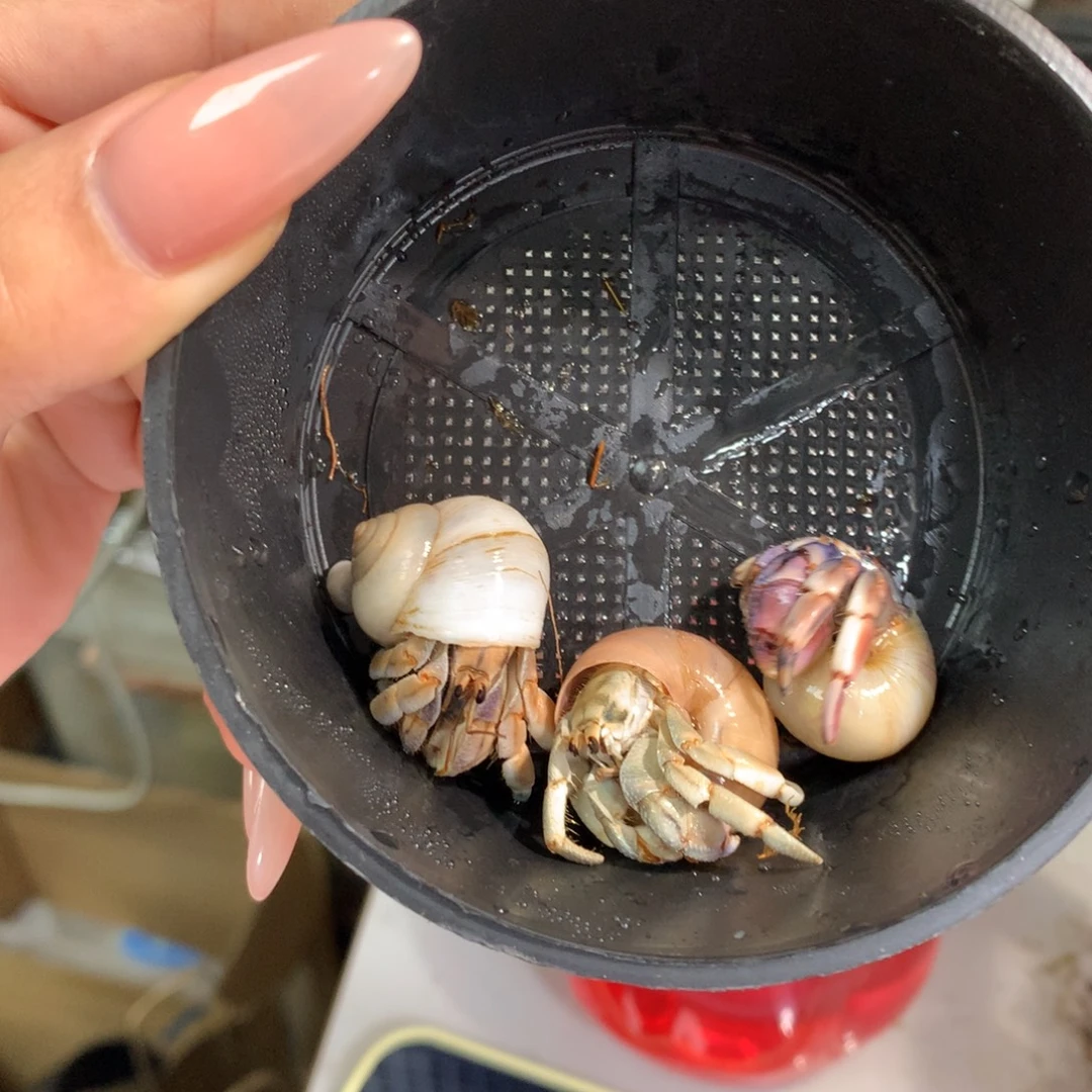别***谁3只活体出售,不退不换