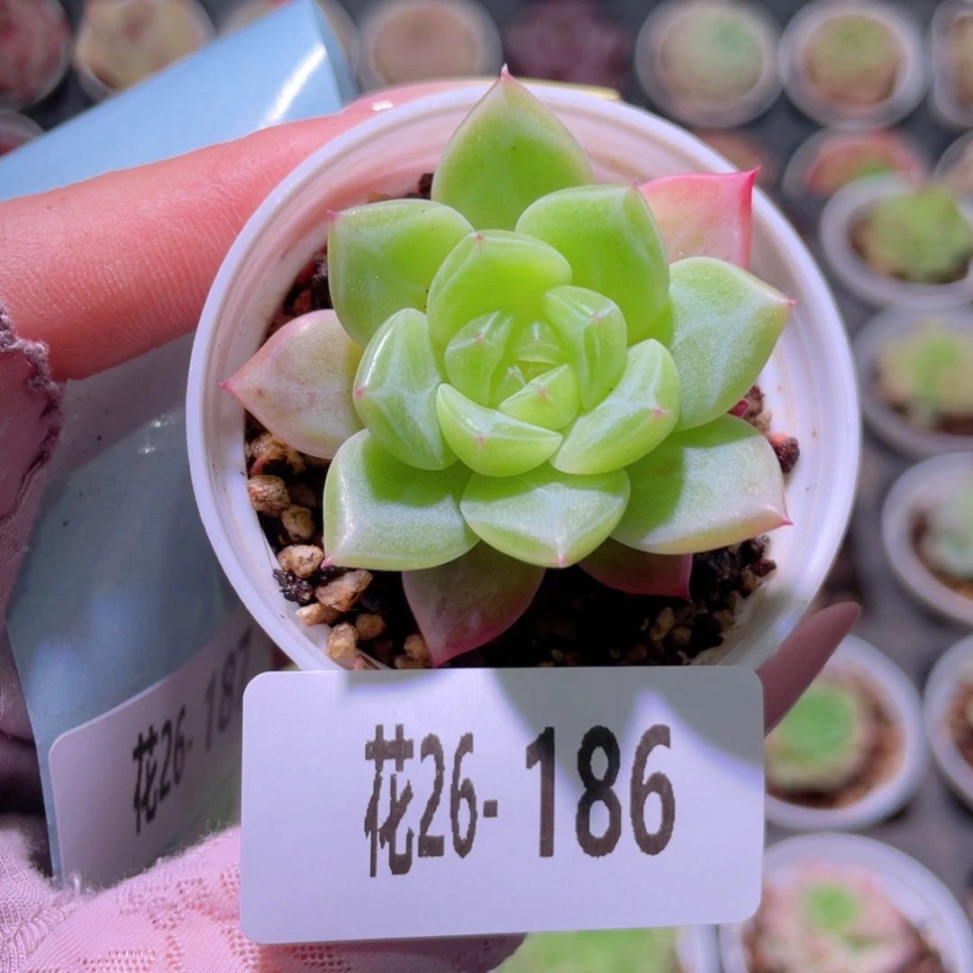 花利美26-186新品