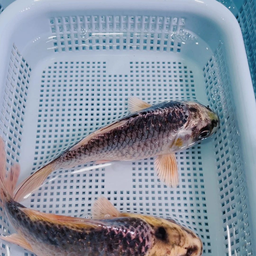 锦鲤锦鲤冷水鱼观赏149