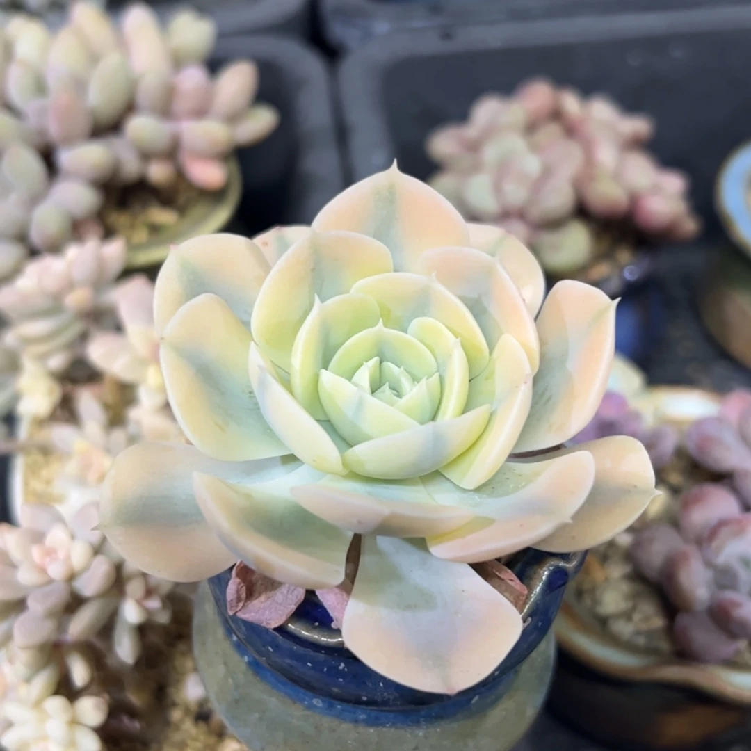 鲁氏锦小老桩带盆发货多肉