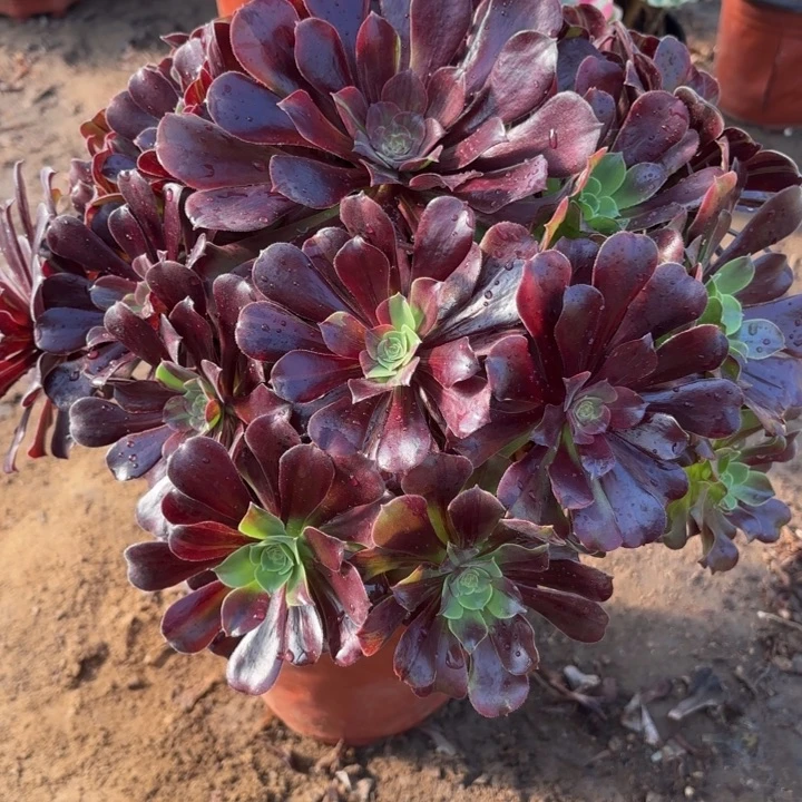 多肉植物法师欧若拉6