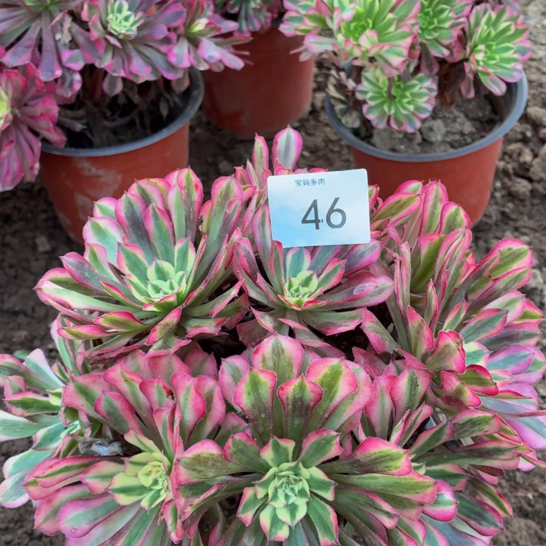 46号红铜白一物一拍