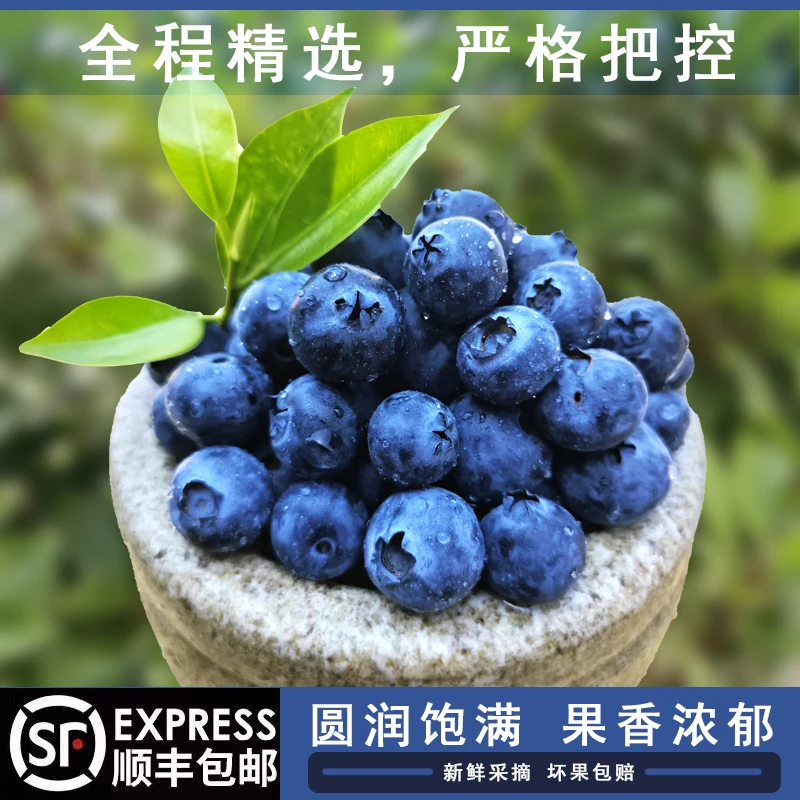 rz日照蓝莓（中果12-14mm)当季露天蓝莓宝宝孕妇即时水果 顺丰包邮
