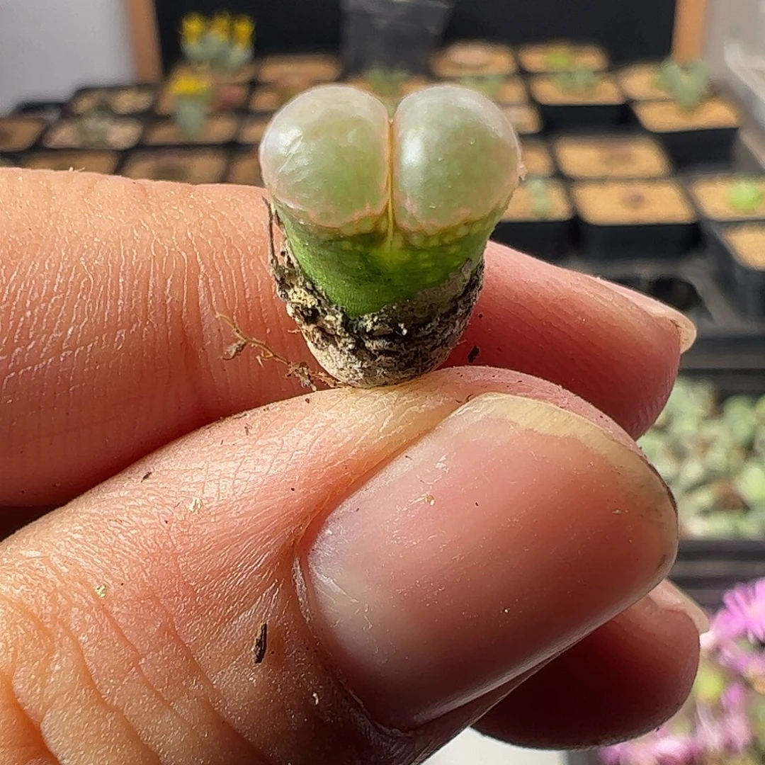 一物一拍黑眼豆豆116