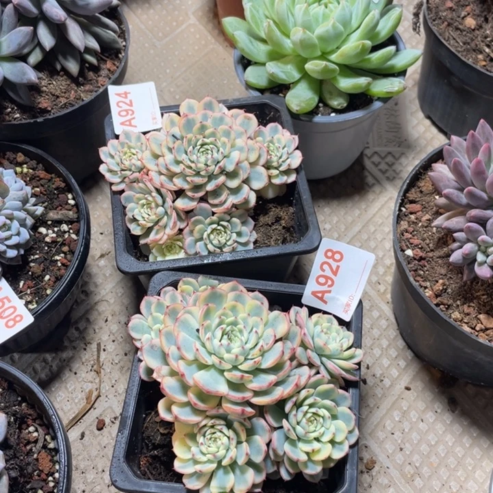 928 满20包邮脱土发货