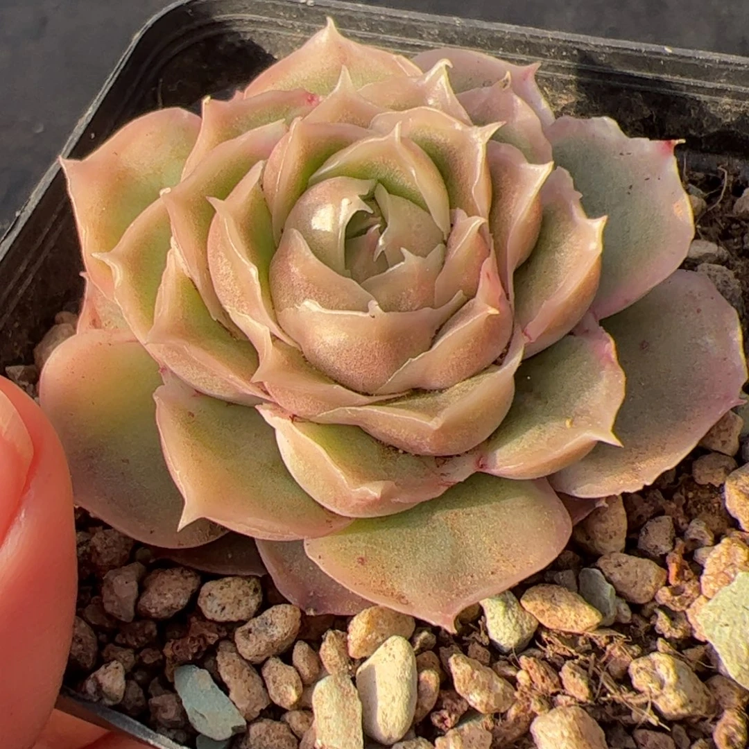 筱****373 满38包邮一物一拍