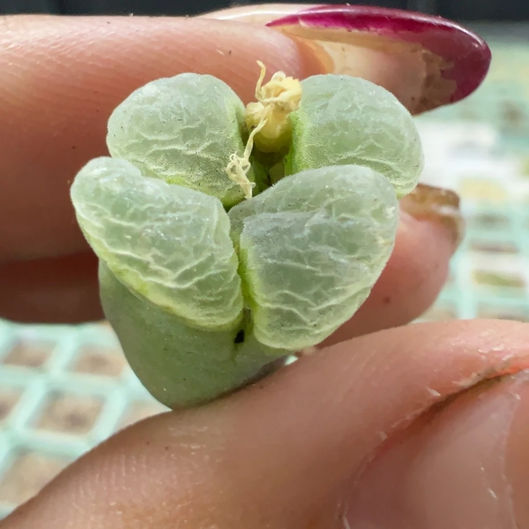 超****～绿灯风铃多肉