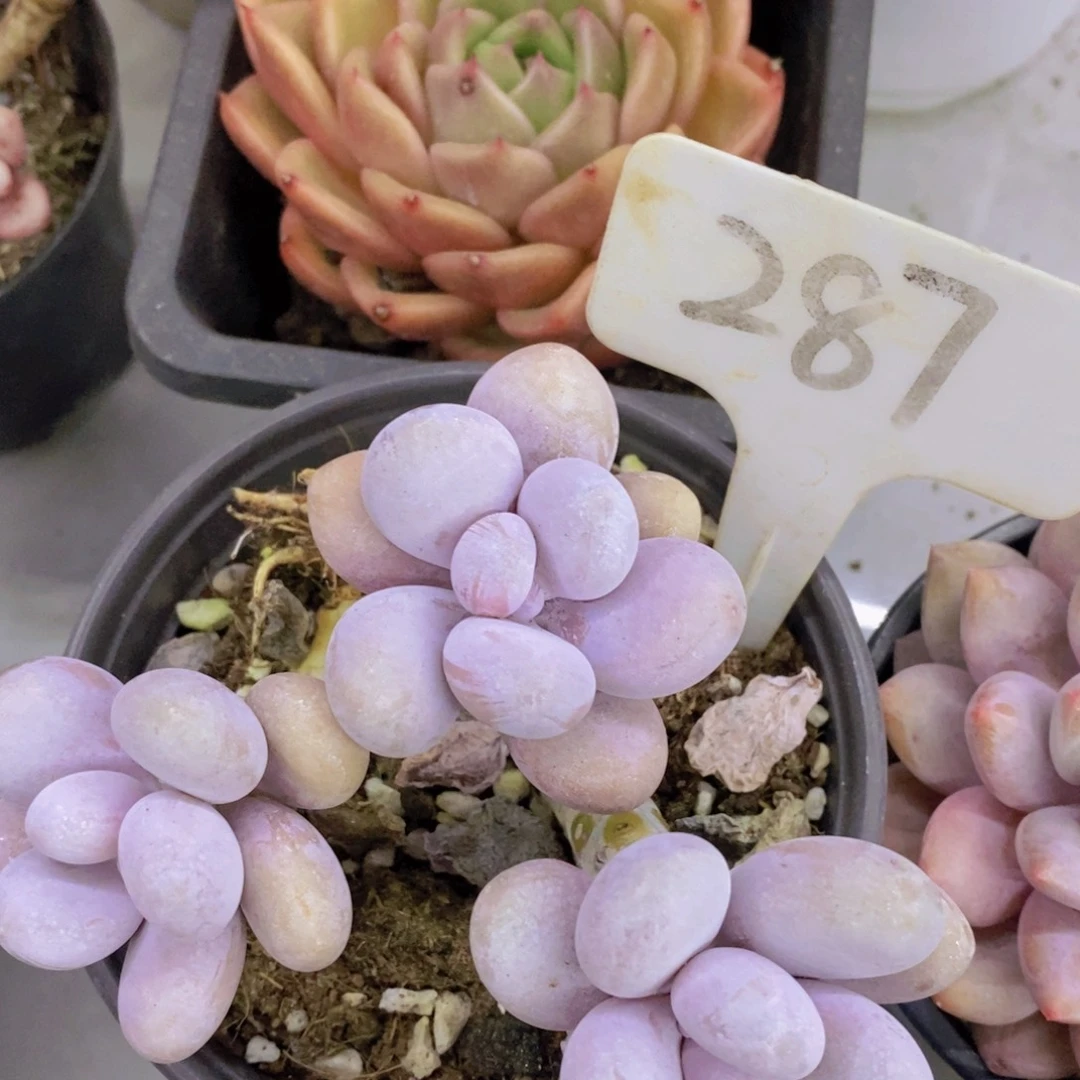 开心多肉一物一拍