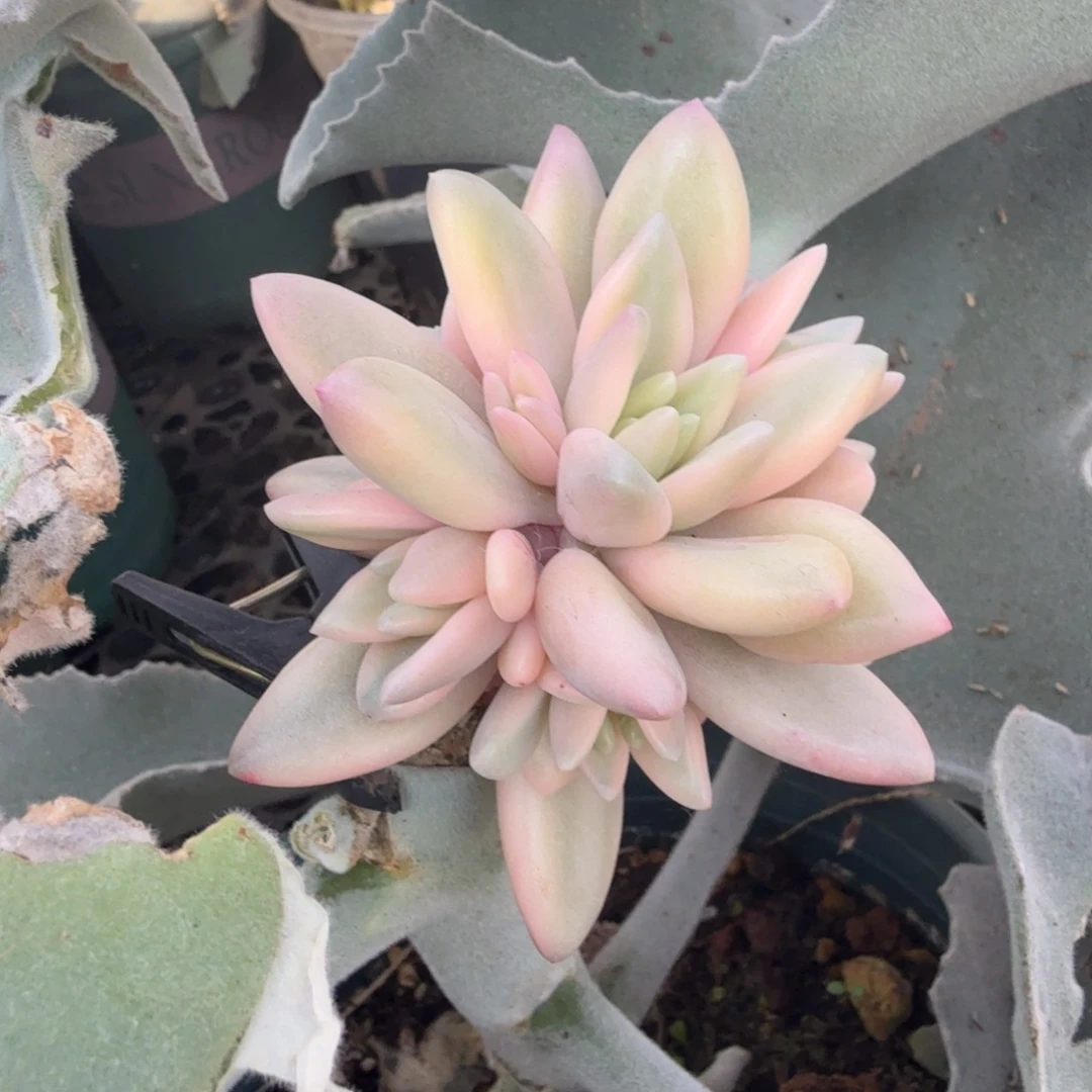 蜜桃啵啵锦捧花，多肉锦
