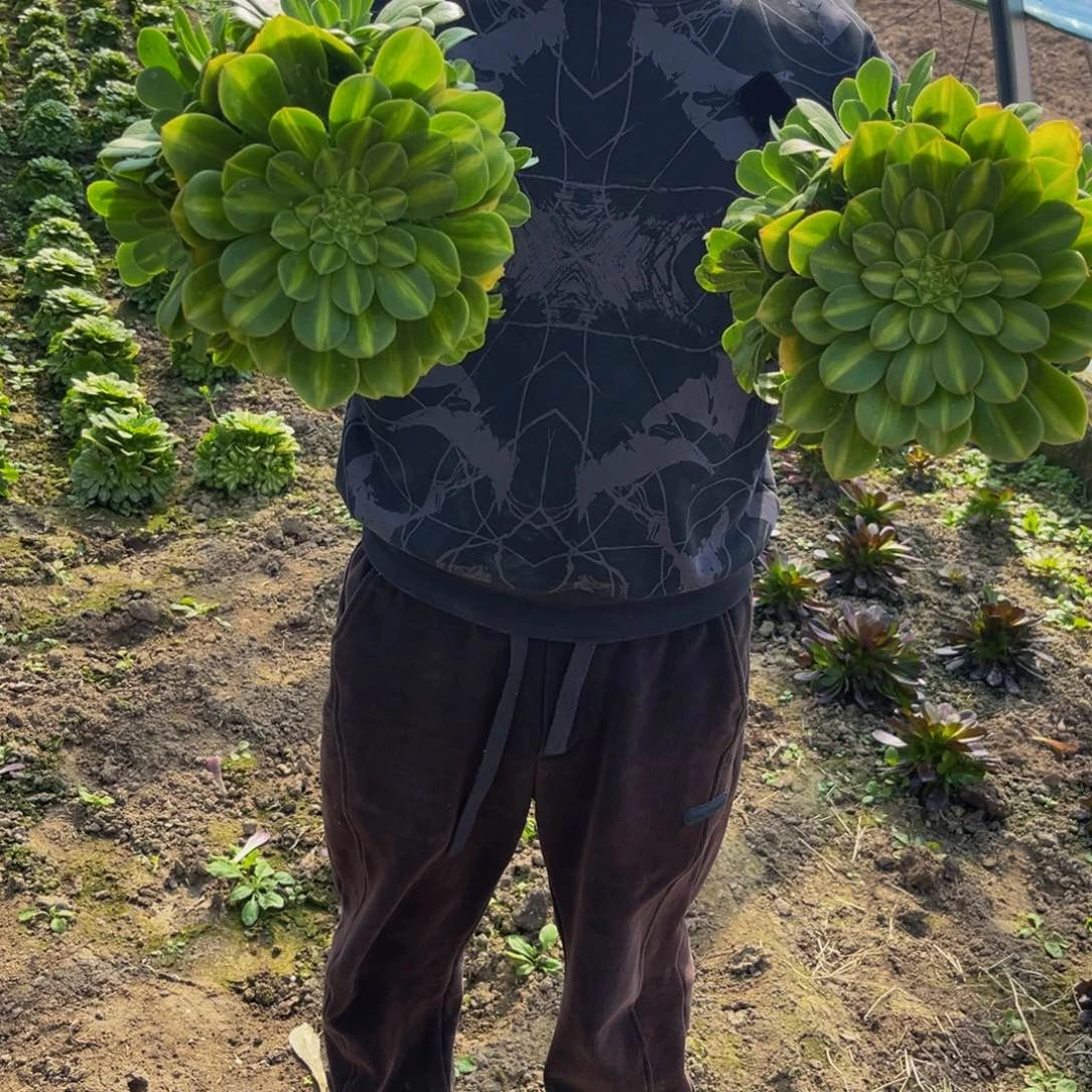 翡翠琉璃多肉植物一物一拍