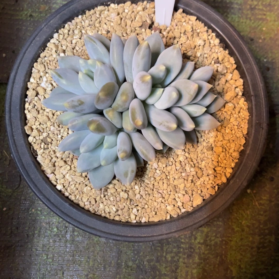 6哥特萝莉一物一拍