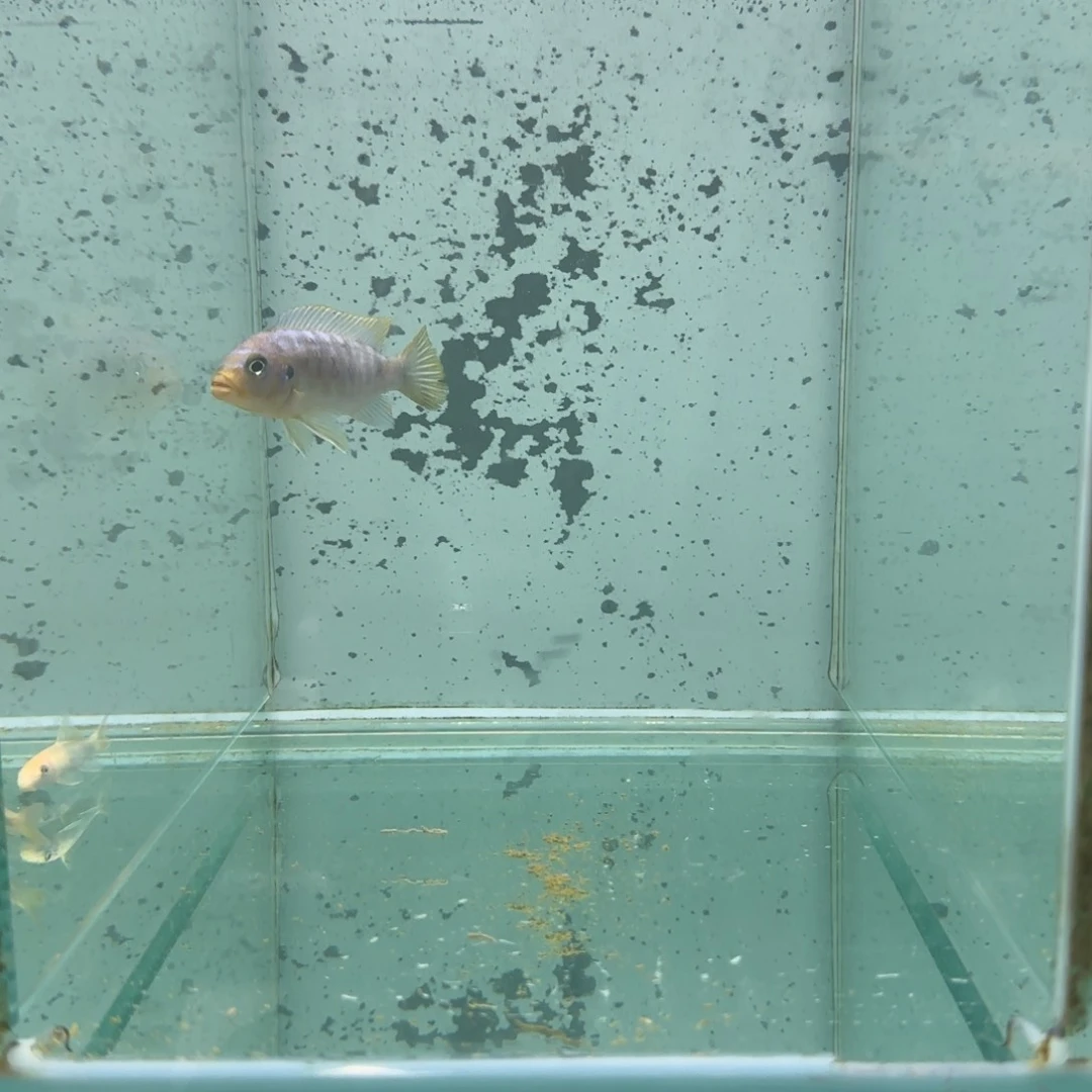 ^***^慈鲷1416号克里索