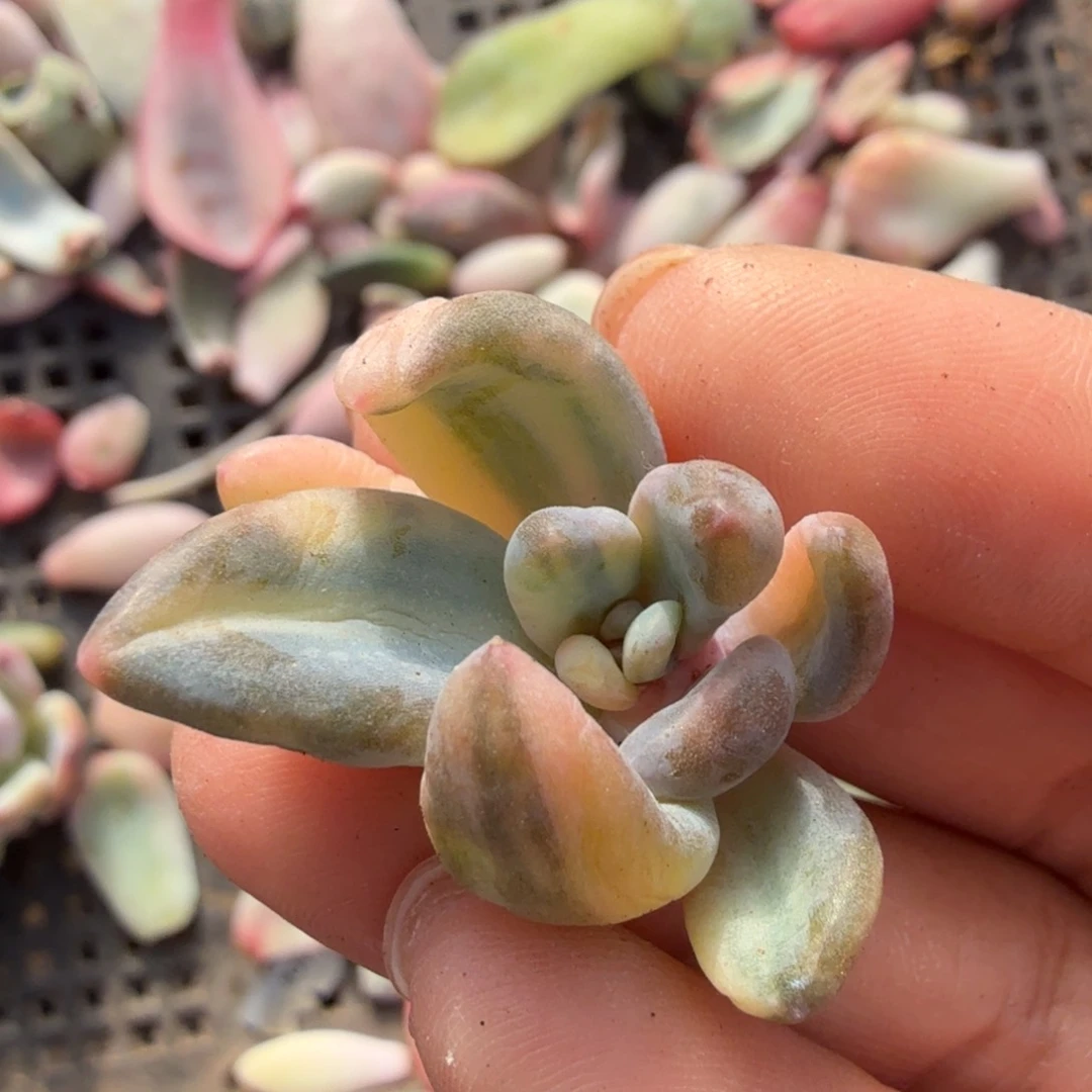 紫丽殿锦一刻的锦一刻的