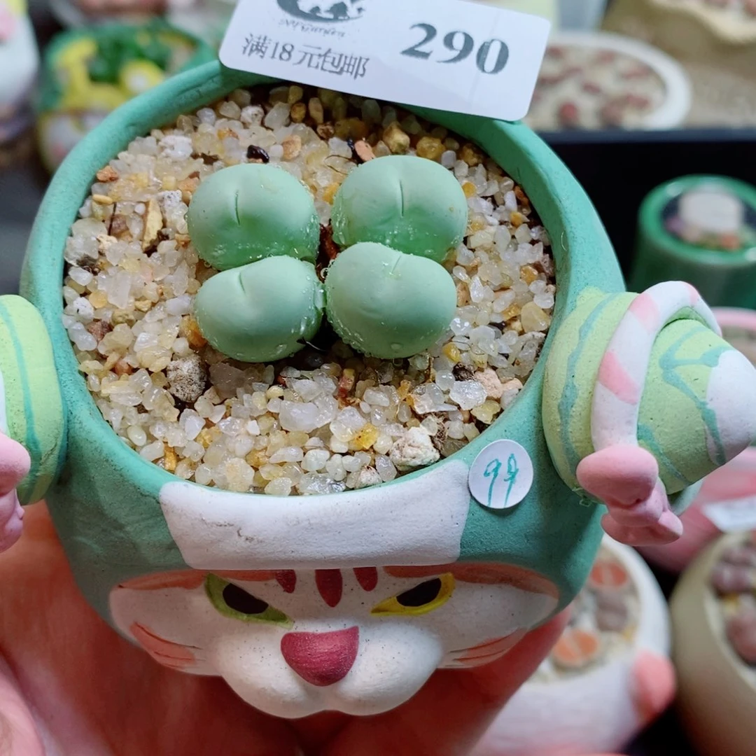 生石花花花花开了290
