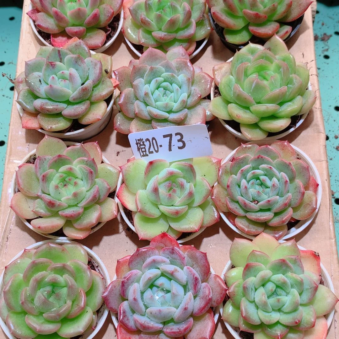 20-73一物一拍多肉带盆18颗