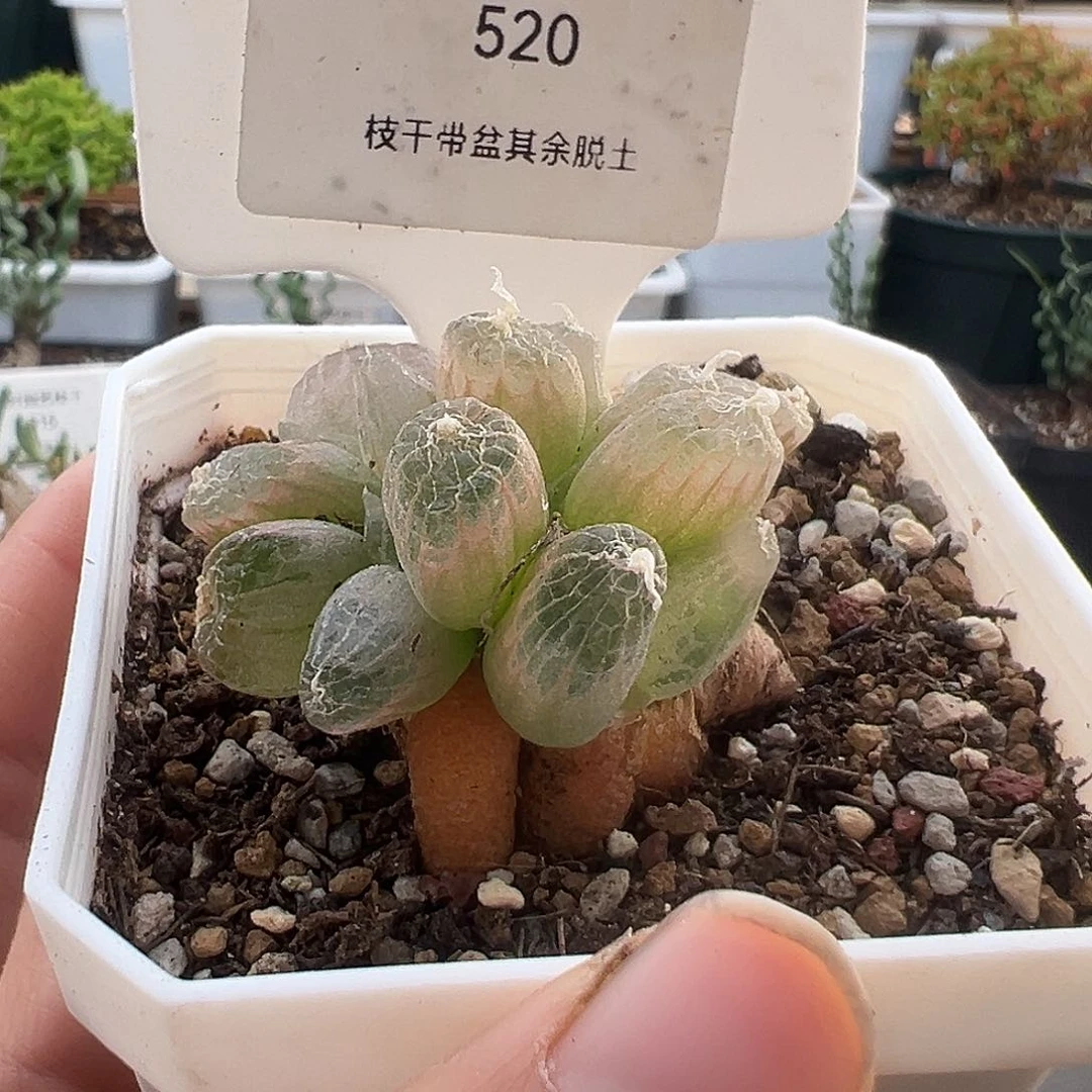 520号佛座窟杂玉翡翠12.14多肉