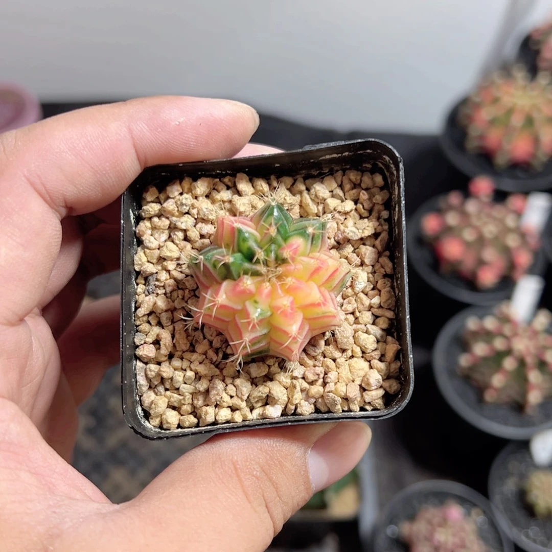 宝**货小米哈——脱土发货