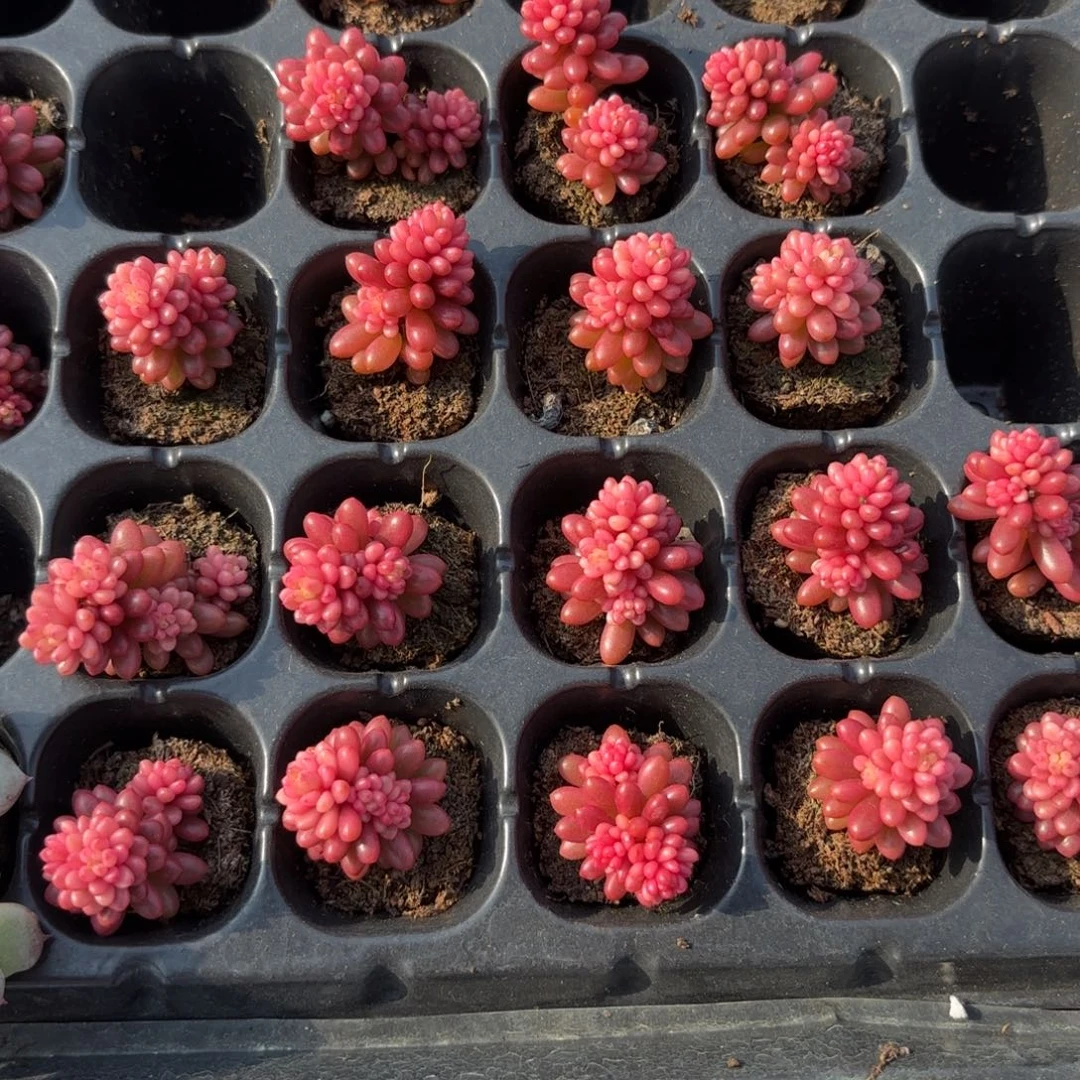 浆果锦一刻量拍1111