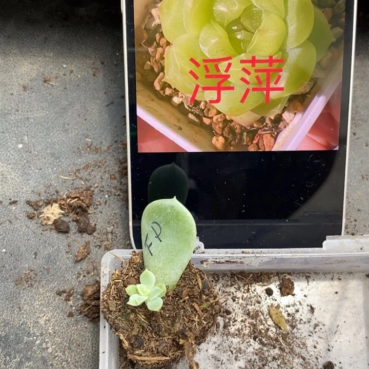 穴盘浮萍苗一个多肉