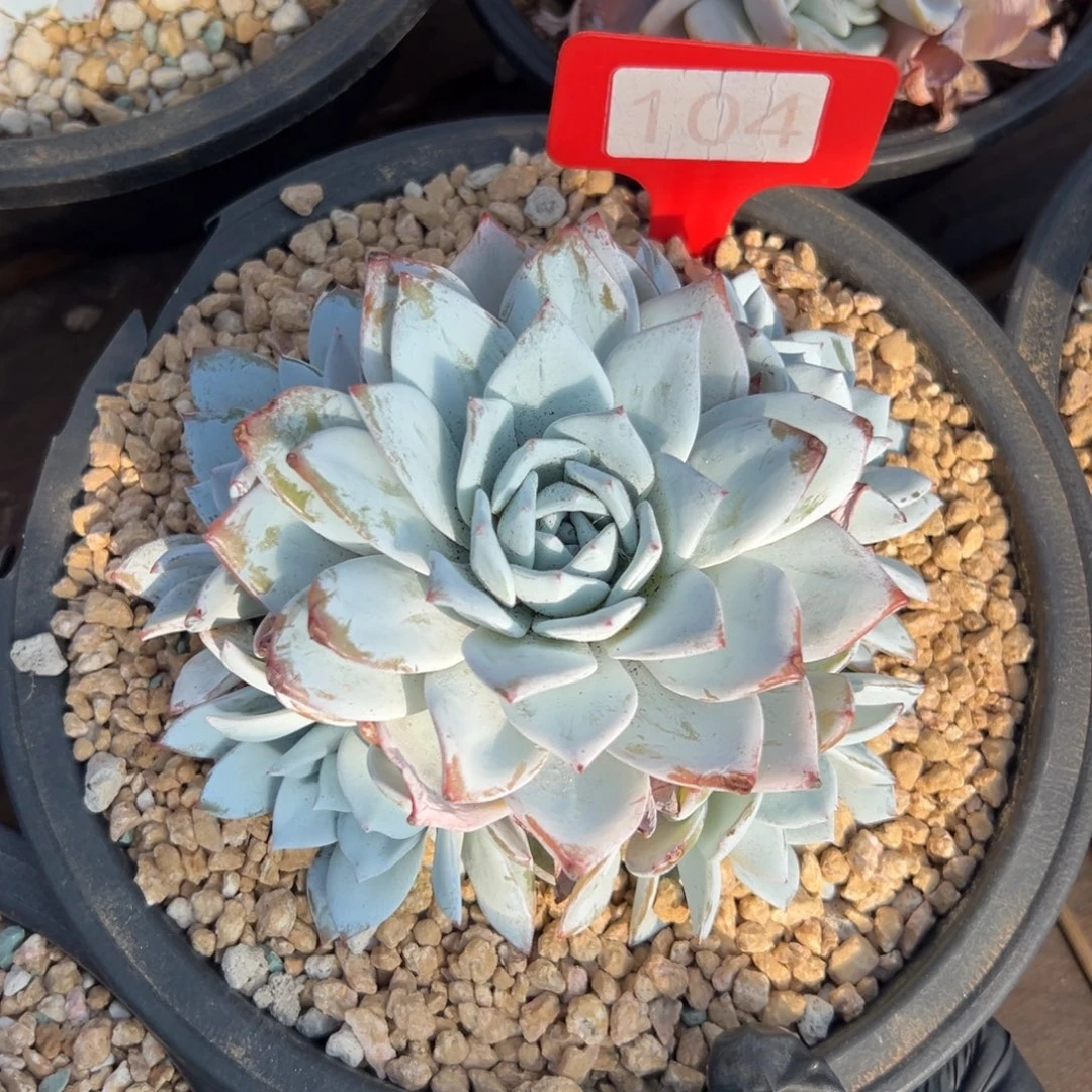 白莲111111111111111