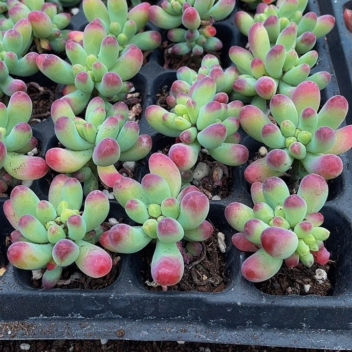 小乙女心1元带土发