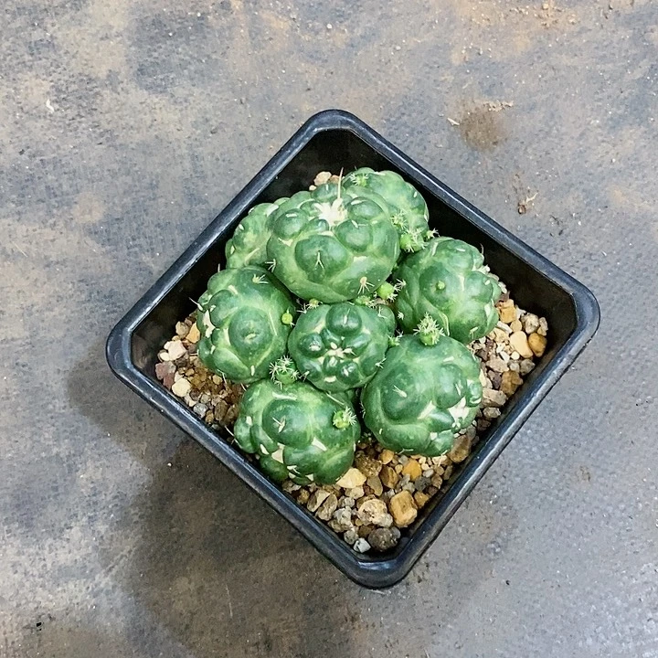 【闪购商品】仙人球群生