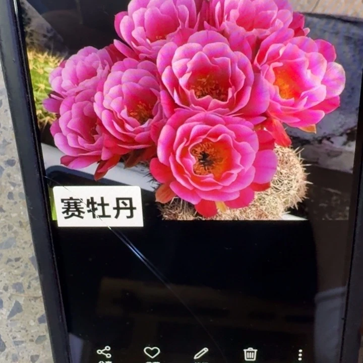 221丽花赛牡丹歪3公分左右无根侧牙，20包邮