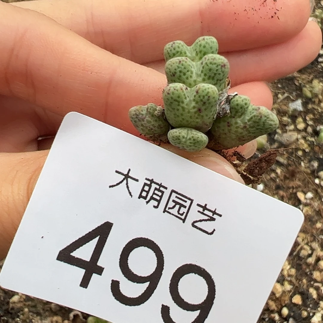 一物一拍。    ，499