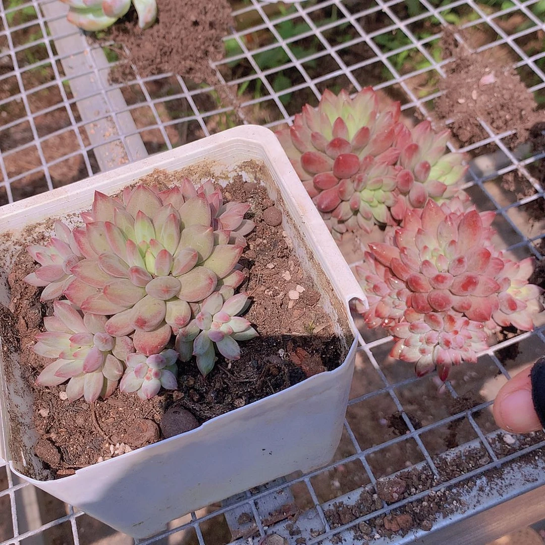 羽毛虞美人群3567899900