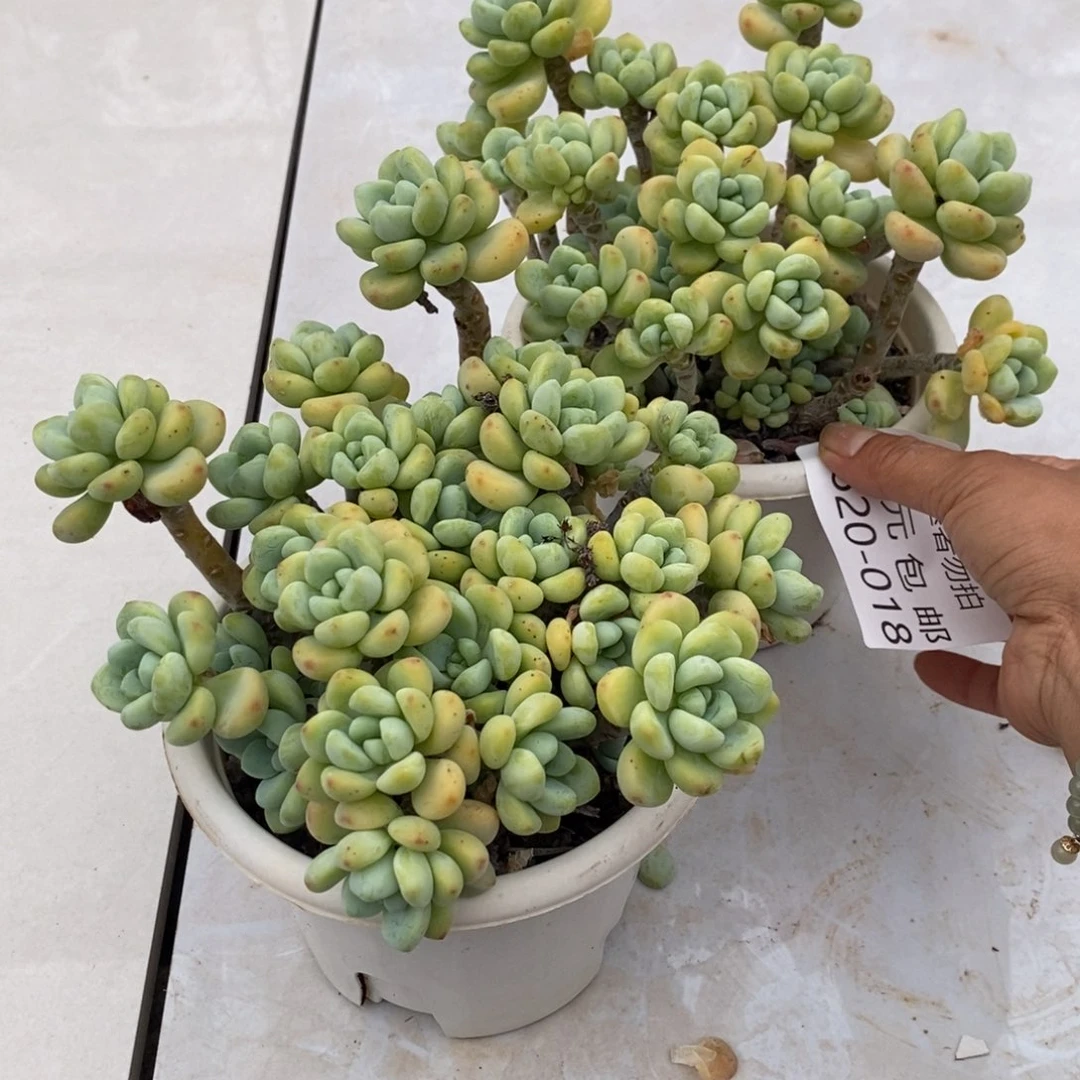 阿**姐夏悦多肉0620-18劳尔2