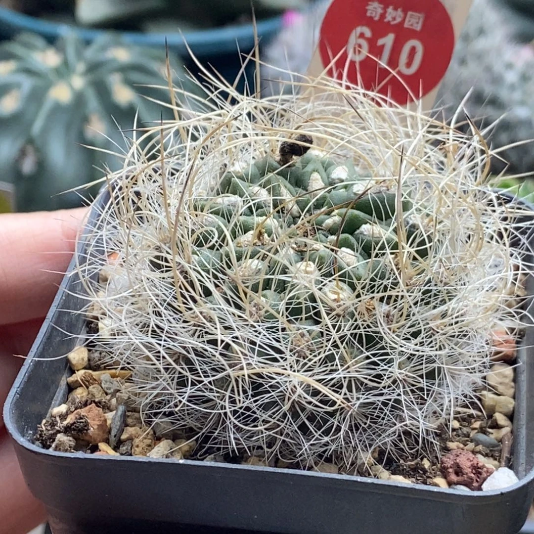 实生狂刺银翁玉4.9cm