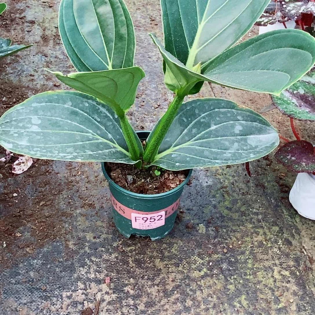 无花朵c****~木本花卉952叶损